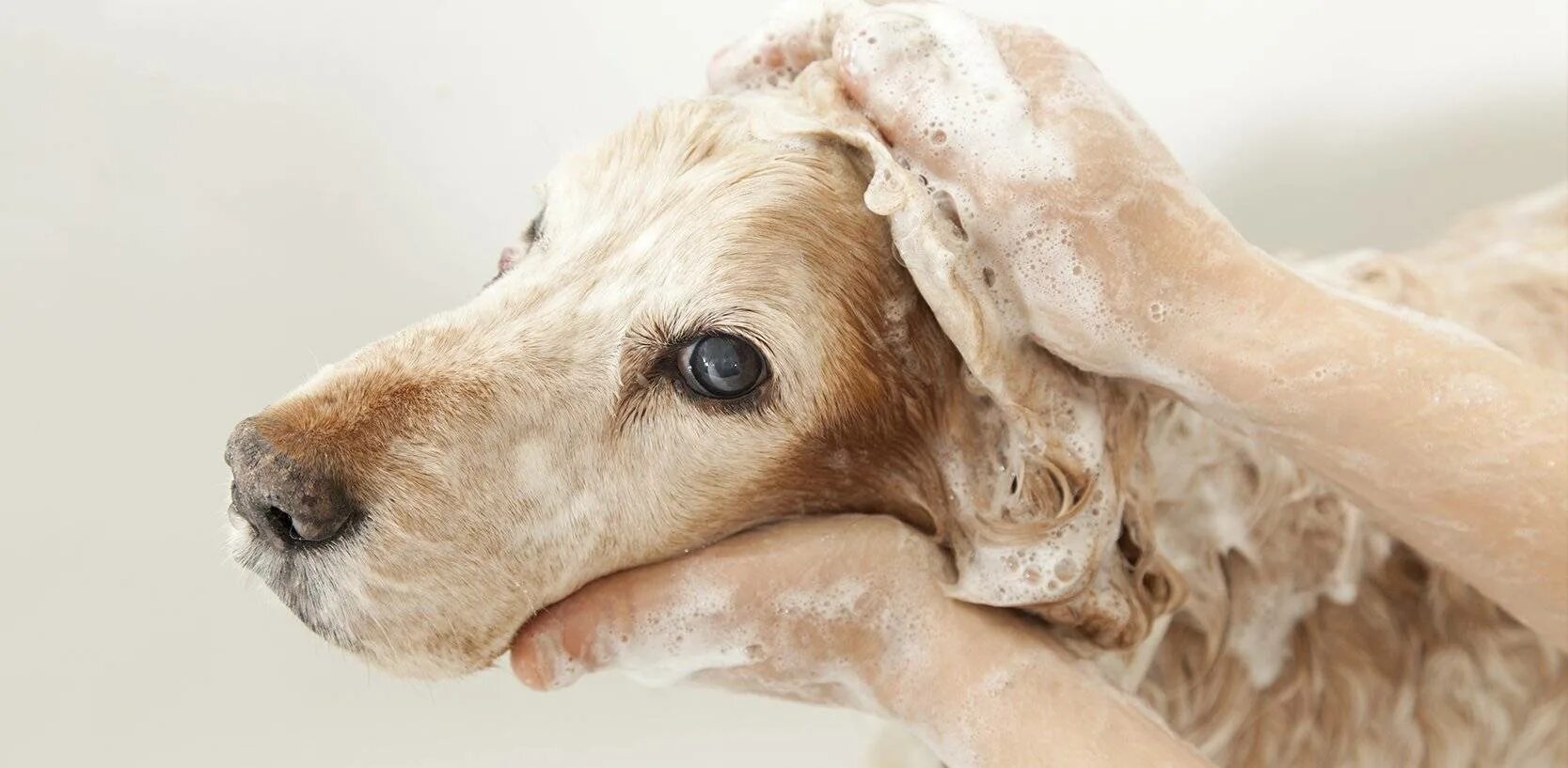 Можно мыть собаку человеческим шампунем. Мытье собаки. Шампунь для собак. Собака в пене. Собаку моют.