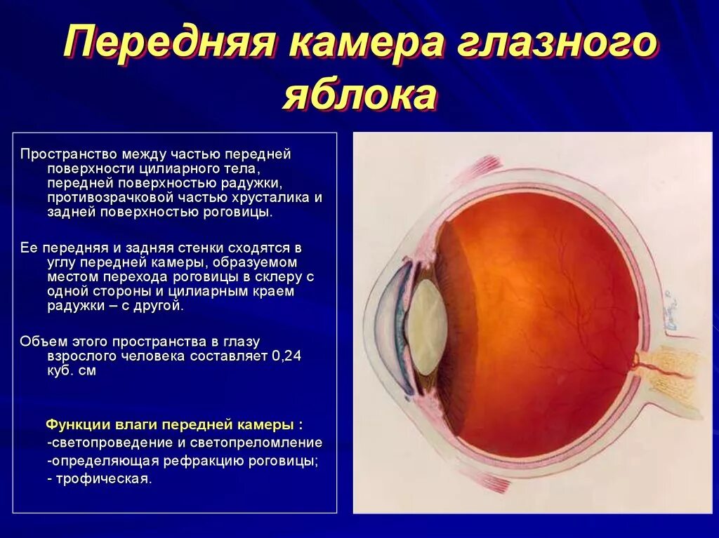 Функции передней камеры глаза