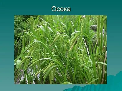 Осока текст