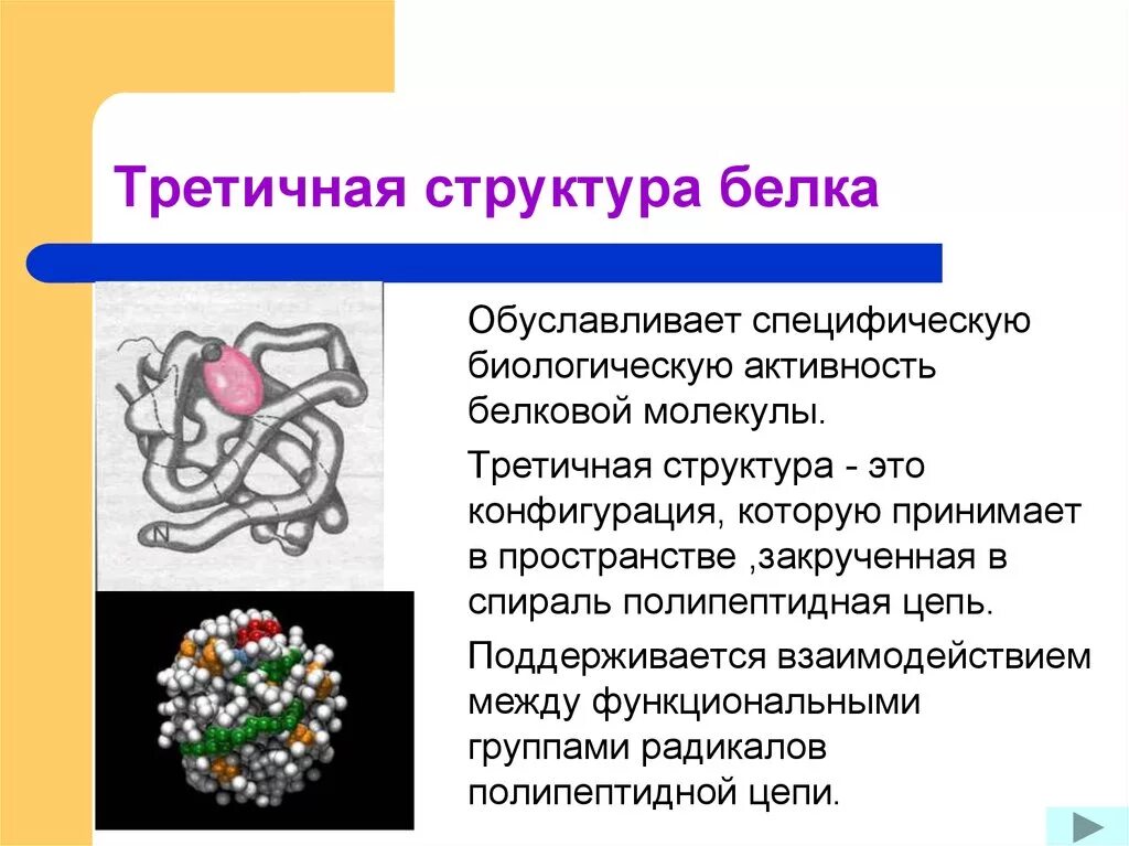 Третичная структура белка биороль. Белки в третичной структуре белка. Белковая молекула третичная структура. Третичная структура белка структура белка. Биологическая роль и структура белка