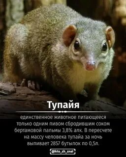 Тупайя чем питается