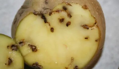 Как бороться с картофельной молью