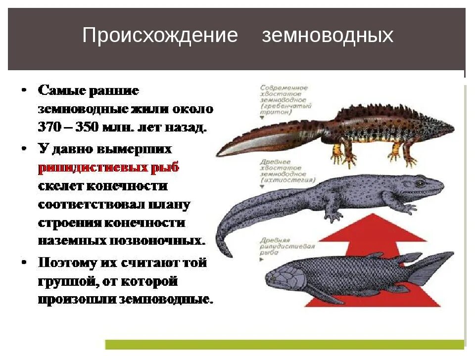 Объясните происхождение земноводные. Происхождение земноводных. Прявленип земноводных. Эволюция земноводных. Появление первых земноводных.