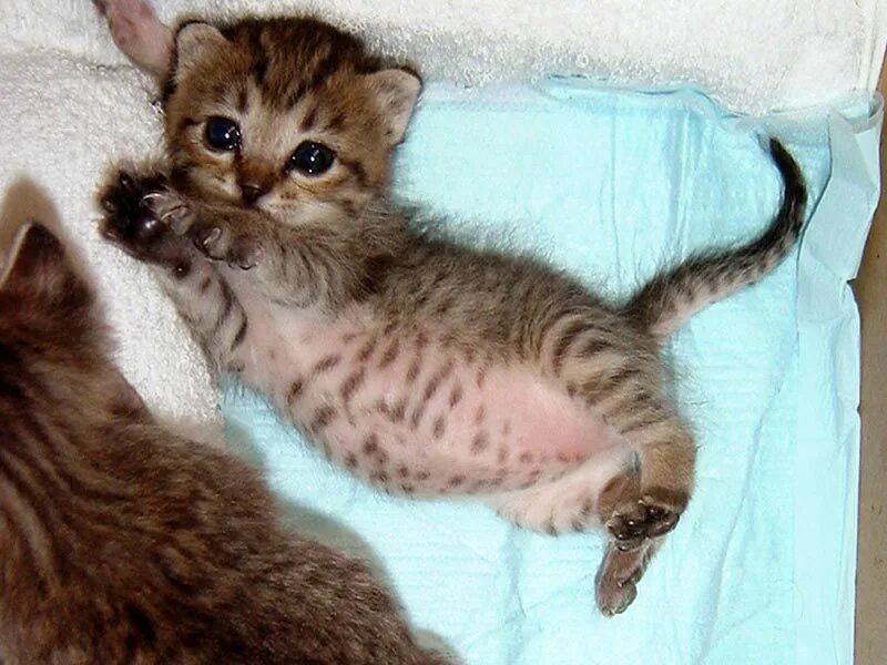 маленькие котенки. слепые котята. новорожденные котята скоттиш страйт. кошечки маленькие мяукают. маленький котенок.