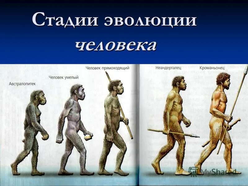 Презентация основные этапы эволюции. Ступени развития человека хомо сапиенс. этапы эволюции человека. стадии развития человека. этапыэвалици человека.