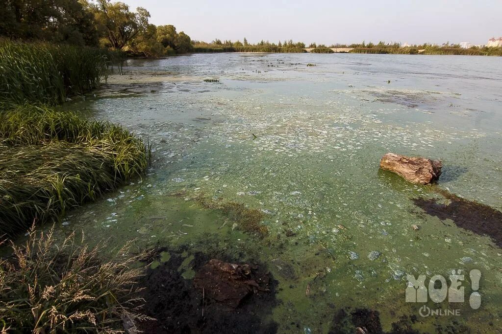 Загрязнение водохранилища. Грязное водохранилище Воронеж. Водохранилище Воронеж загрязнено. Грязное Воронежское водохранилище. Загрязнение водохранилища Воронеж.