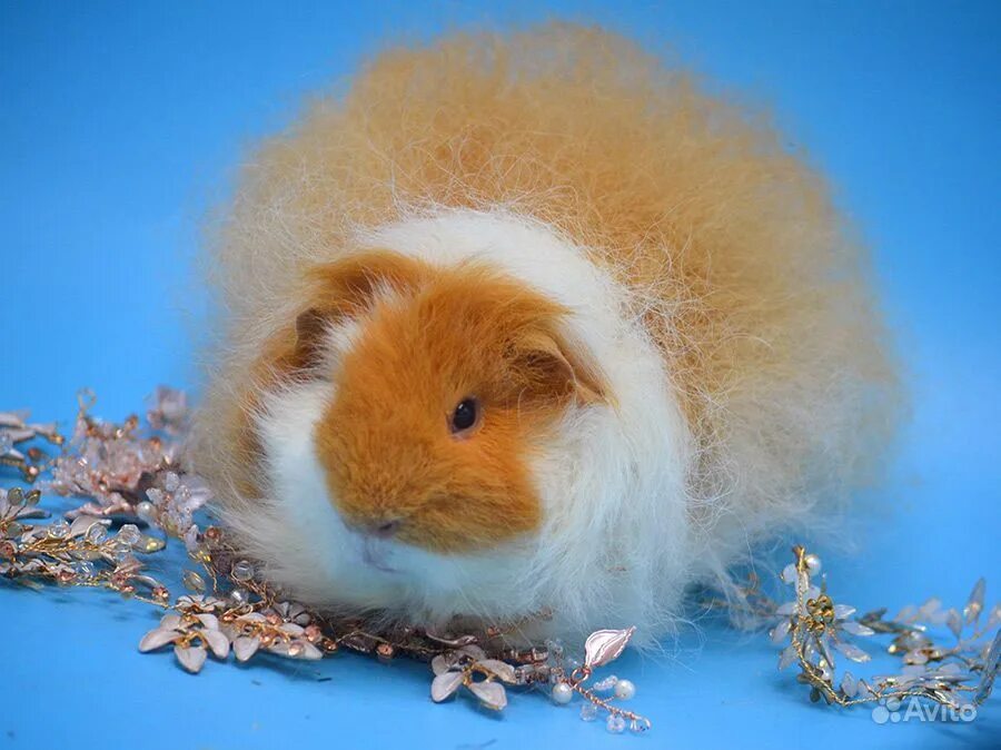 морские свинки породы американский тедди. фото свинок тедди. свинки породы тедди. фото свинок тедди. фото свинок тедди.