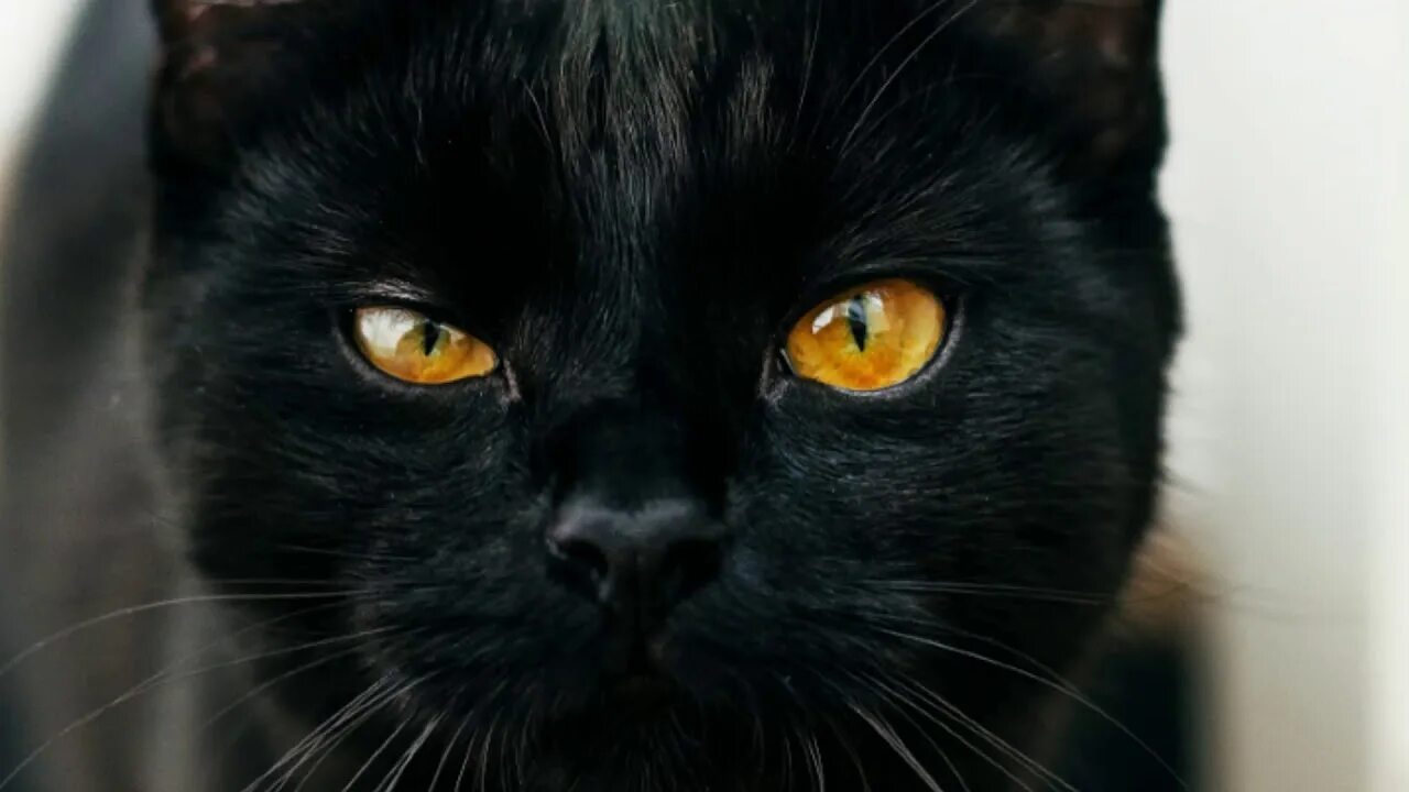 Бомбейская кошка. Черная кошка. Морда черного кота. Пятница 13 черный кот. Черные кошки 10