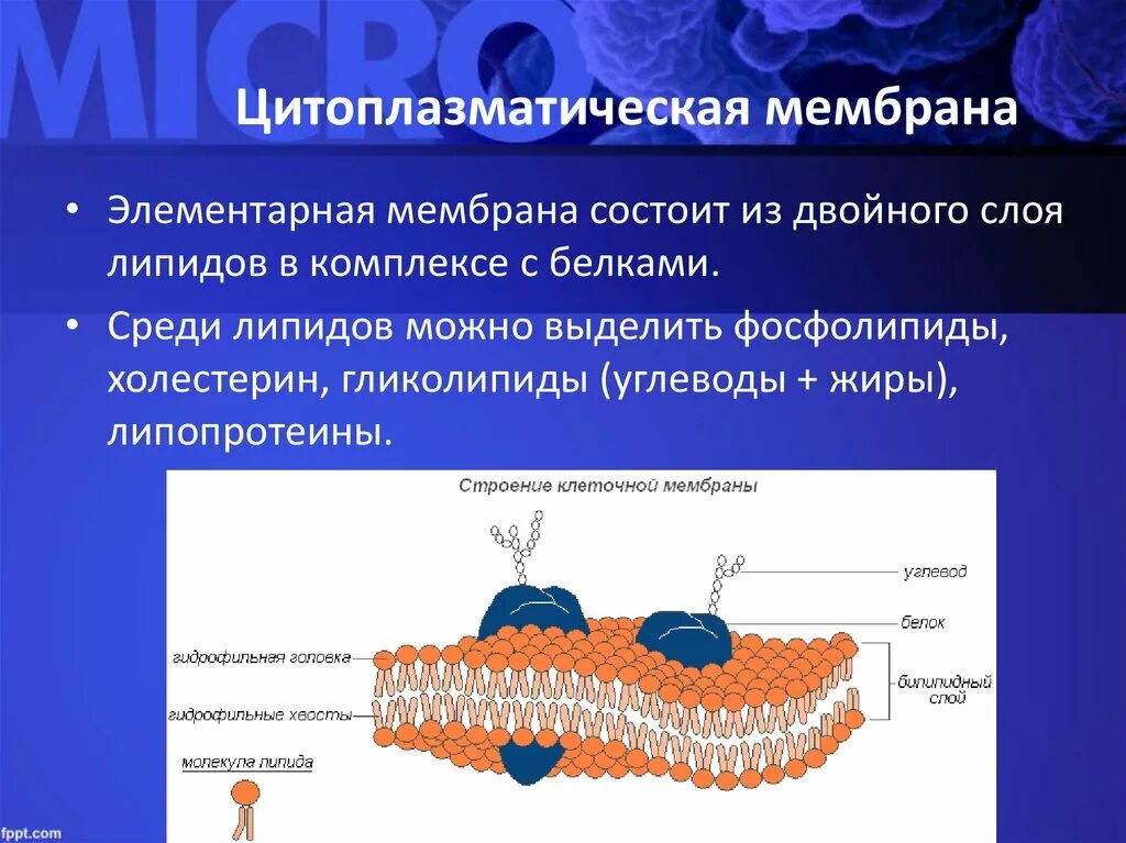 Синтез липидов мембраны. Строение наружной цитоплазматической мембраны. Строение цитоплазматической мембраны клетки. Цитоплазматическая мембрана плазмалемма. Строение цитоплазматической мембраны.