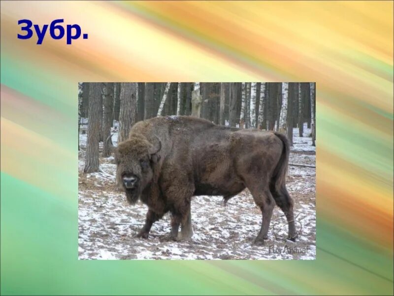 Зубр 2. Зубр красная книга. сведения о зубре из красной. зубр внешний вид. доклад про зубра.