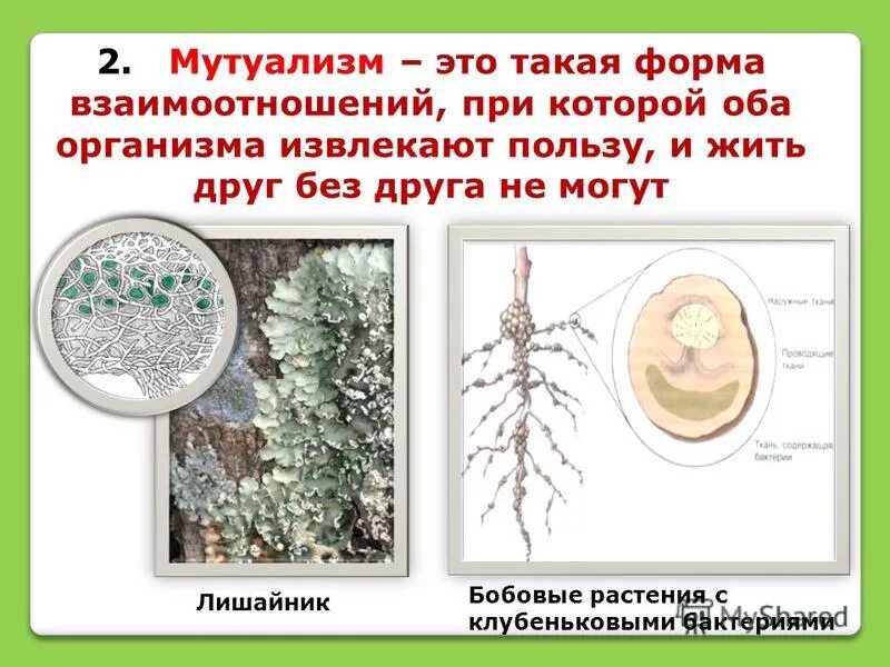 Симбиоз лишайников и водорослей. Микориза мутуализм. 2 мутуализм. Понятие мутуализм. Мутуализм лишайники бактерии клубеньковые.