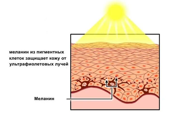 Пигмент кожи меланин находится. Меланин защищает от УФ-лучей. Воздействие УФ излучения на кожу. Воздействие УФ лучей на кожу. Воздействие солнечных лучей на кожу.