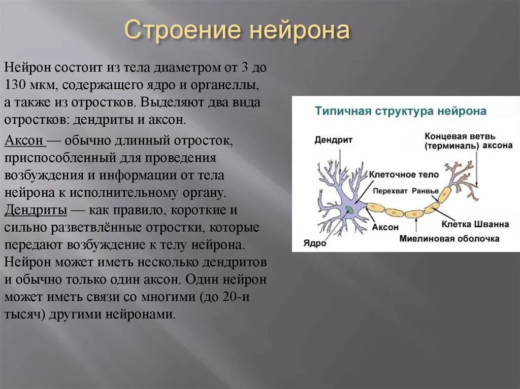 Нейрон состоит из аксона и дендритов. Строение нейрона тело Аксон дендрит. Строение нейрона. Отростки. Дендрит. Дендрит нейрона структура.