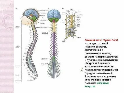 Центральная нервная система схема