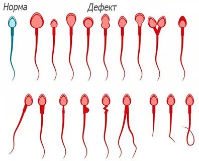 Сексуалды ана