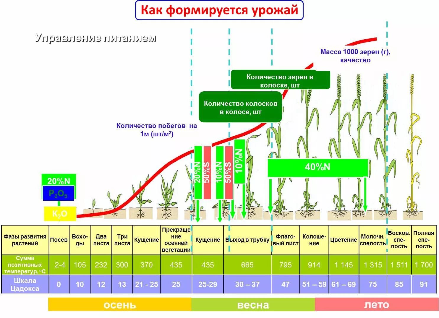 Повышения урожайности сельскохозяйственных культур. Период вегетации Яровой пшеницы. Стадии вегетации озимой пшеницы. Фазы и стадии развития Яровой пшеницы. Фазы вегетации Яровой пшеницы.