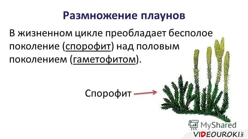 Чем представлен гаметофит и спорофит у водорослей. Плауны способы размножения. Цикл размножения плауна. Плаун булавовидный размножение. Спорофит плауновидных.