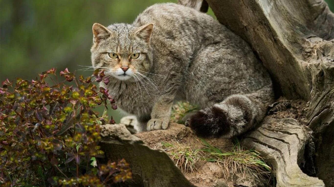 Европейский Лесной кот камышовый. Дикая Лесная кошка. Европейская Дикая Лесная кошка. Дикий кот Тебердинский заповедник.