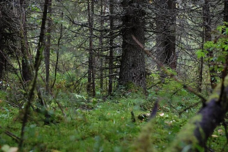Непроходимая тайга. Сибирь тайга непролазная. Тайга карелия бурелом. Непроходимая тайга. Сибирская тайга бурелом.