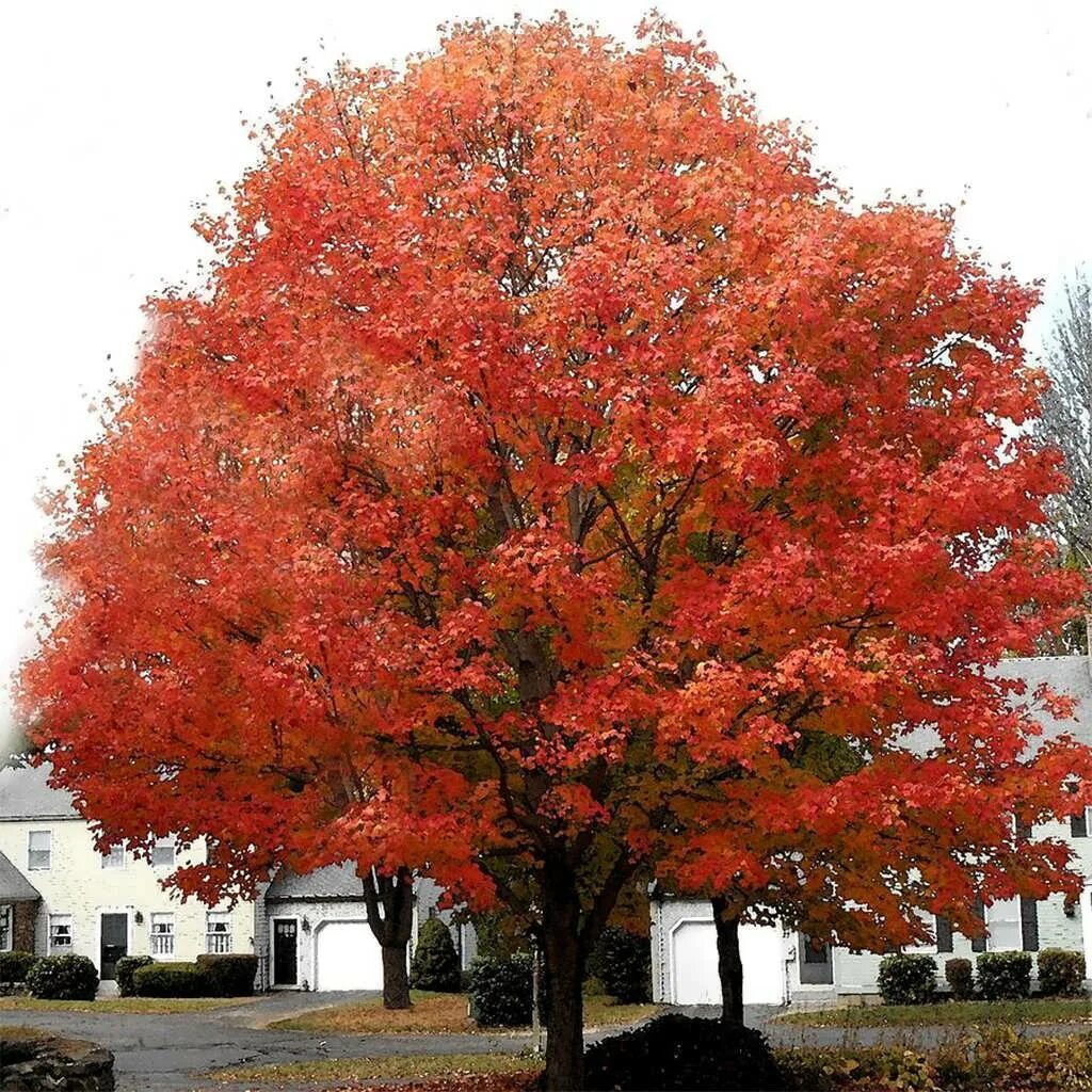 Дерево с красными листьями название. Клен американский и остролистный. Клён широколистный красный. Клён канадский краснолистный. Клен красный Сканлон.