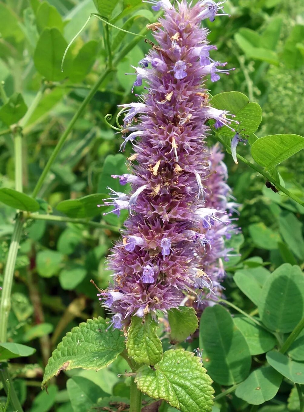 Многоколосник. Agastache rugosa. Лофант (Агастахе). Многоколосник морщинистый. Лофант морщинистый.