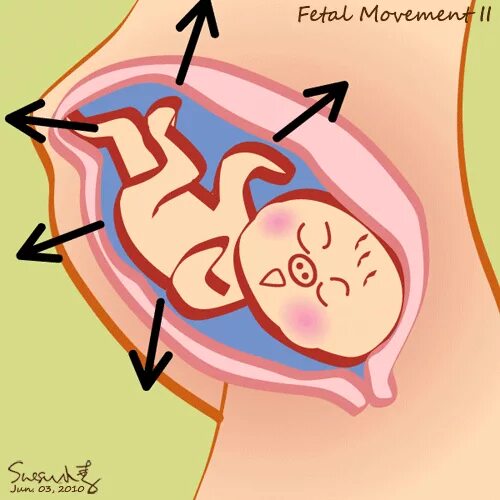 Сердцебиение 14 недель. Неделя беременности шевеления плода. Движения плода в утробе. Движение малыша в животе. Первое шевеление плода.