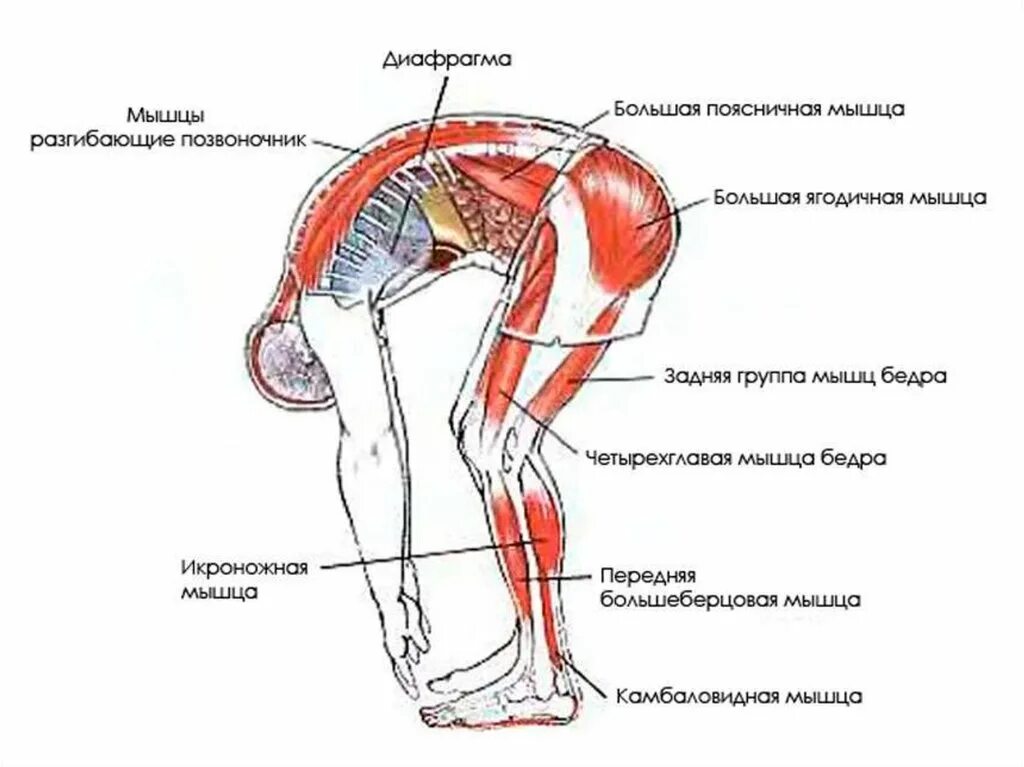 Падахастасана Уттанасана. Какие мышцы работают при наклонах вперед стоя. Поза вытяжения – Уттанасана. Уттхита Уттанасана.