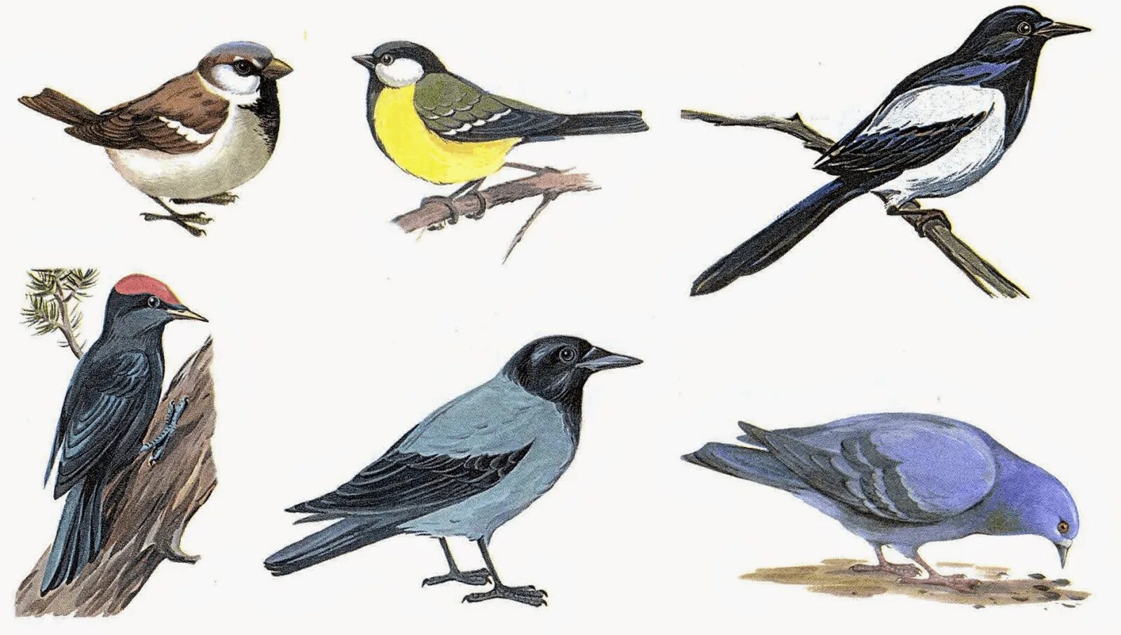 Птицы 6 уровень. Птицы картинки. Изображение птиц для детей. Птицы для детей дошкольного возраста. Изображения зимующих птиц для детей.