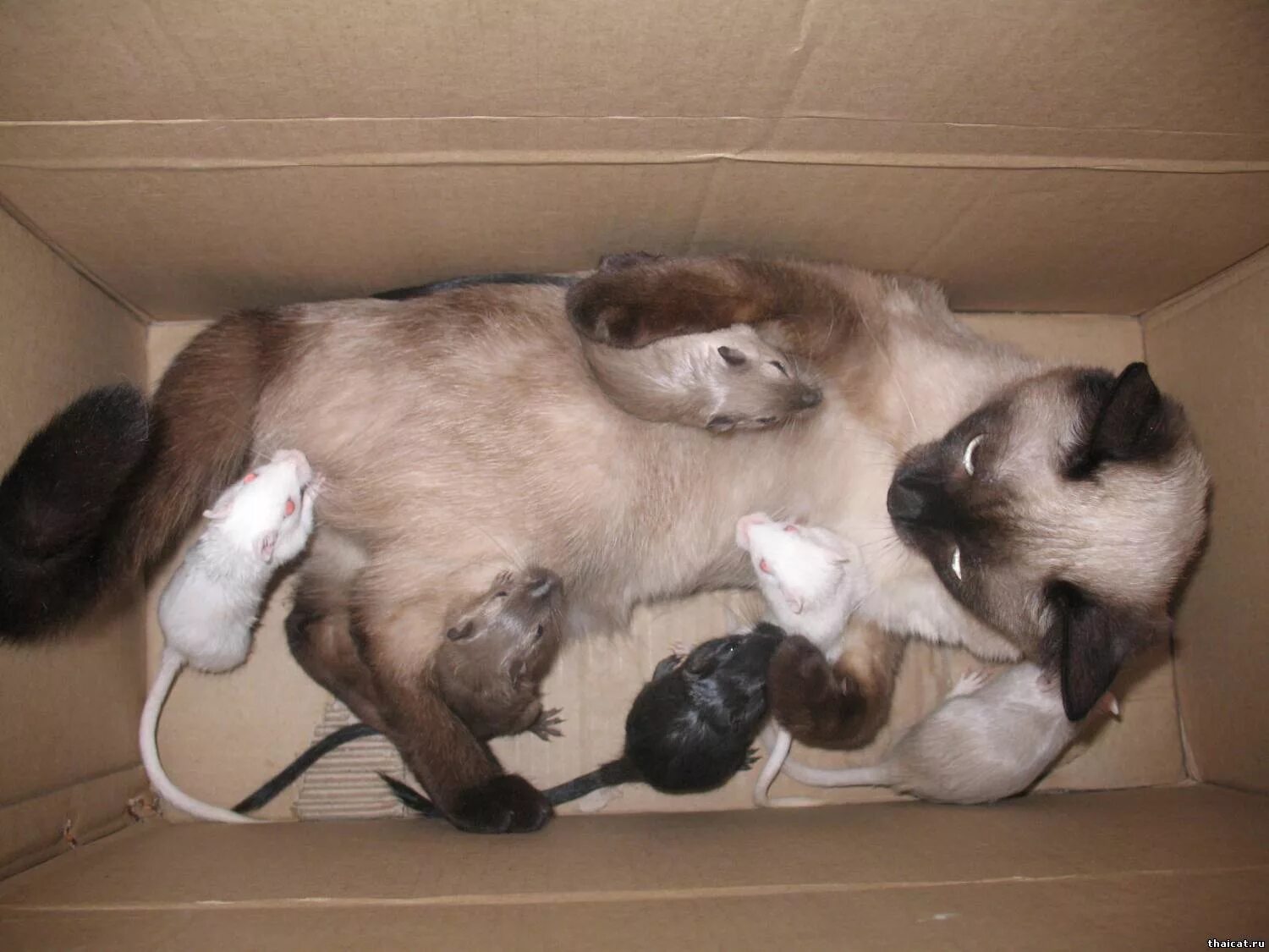 Можно ли завести второй. Сиамская кошка с крысой. Сиамская кошка в коробке. Сиамская мышь. Кошка и мышь.