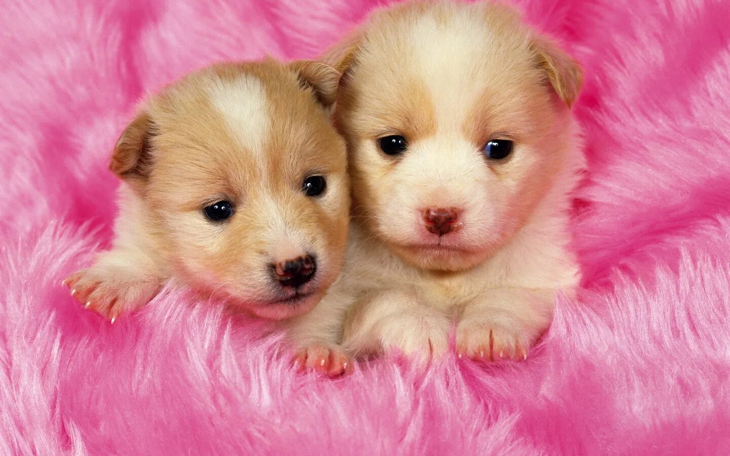 Красивые щенки. Милые собачки. Красивые собаки. Щенки милашки.