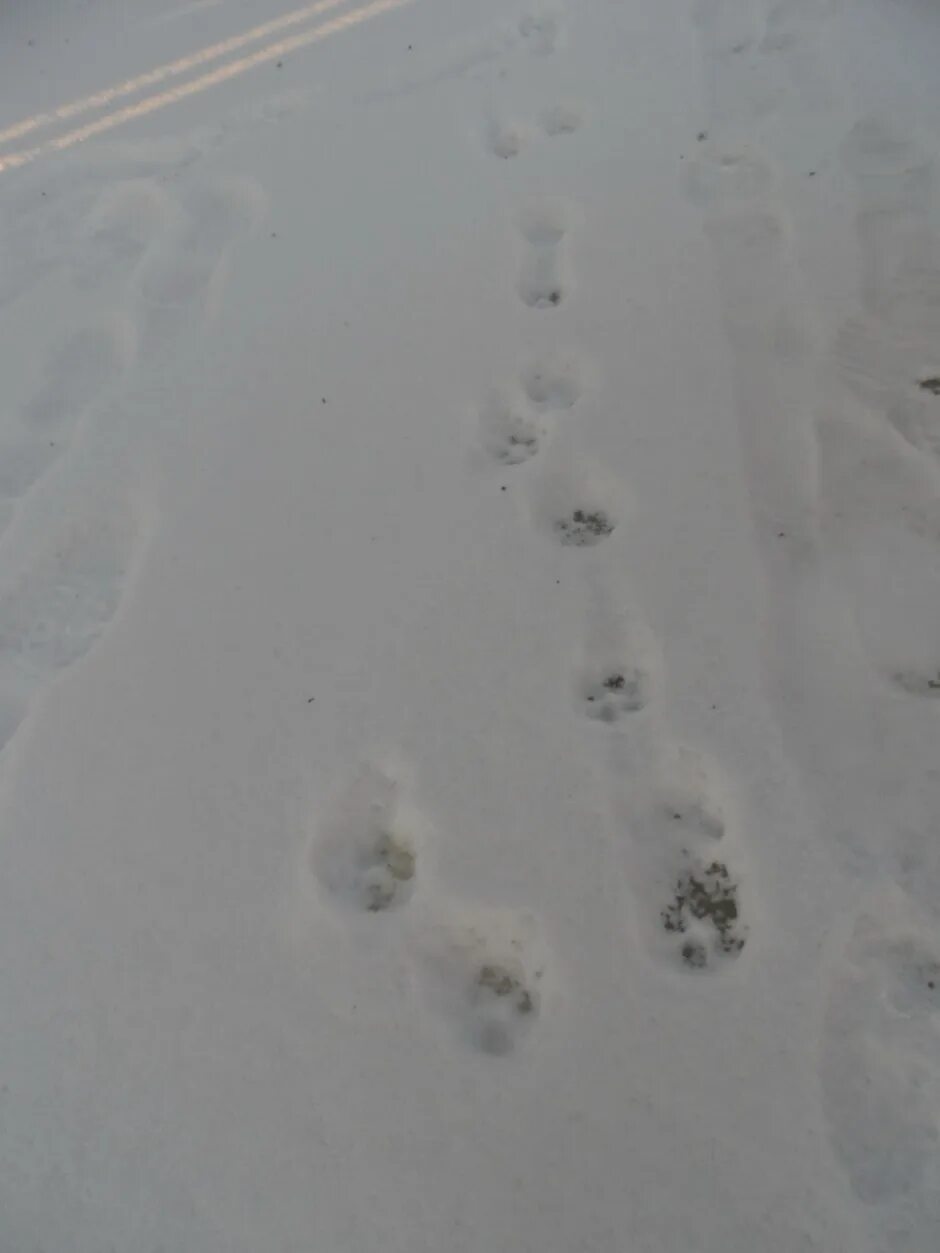 Зимние следы хорька. Следы чупакабры на снегу.