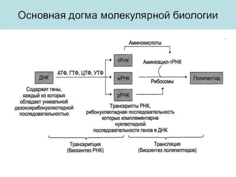 Основной постулат ("центральная догма") молекулярной биологии:. 1 центральная догма молекулярной биологии. Центральная догма молекулярной биологии 1957. Центральная молекулярная догма. Центральная молекулярная догма.