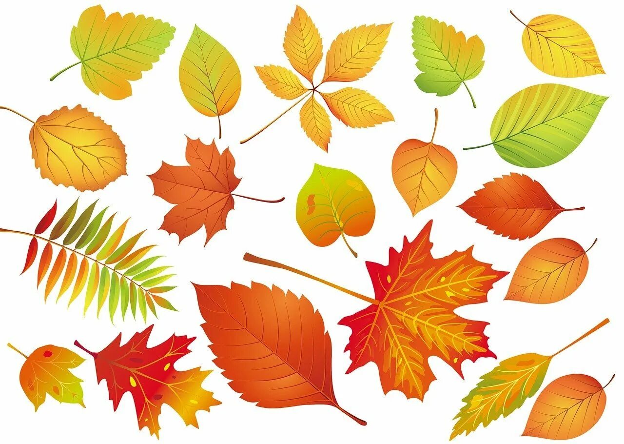 Листья картинки для детей. Осенние листья. Осенние листочки. Осенний Лис. Листья деревьев.