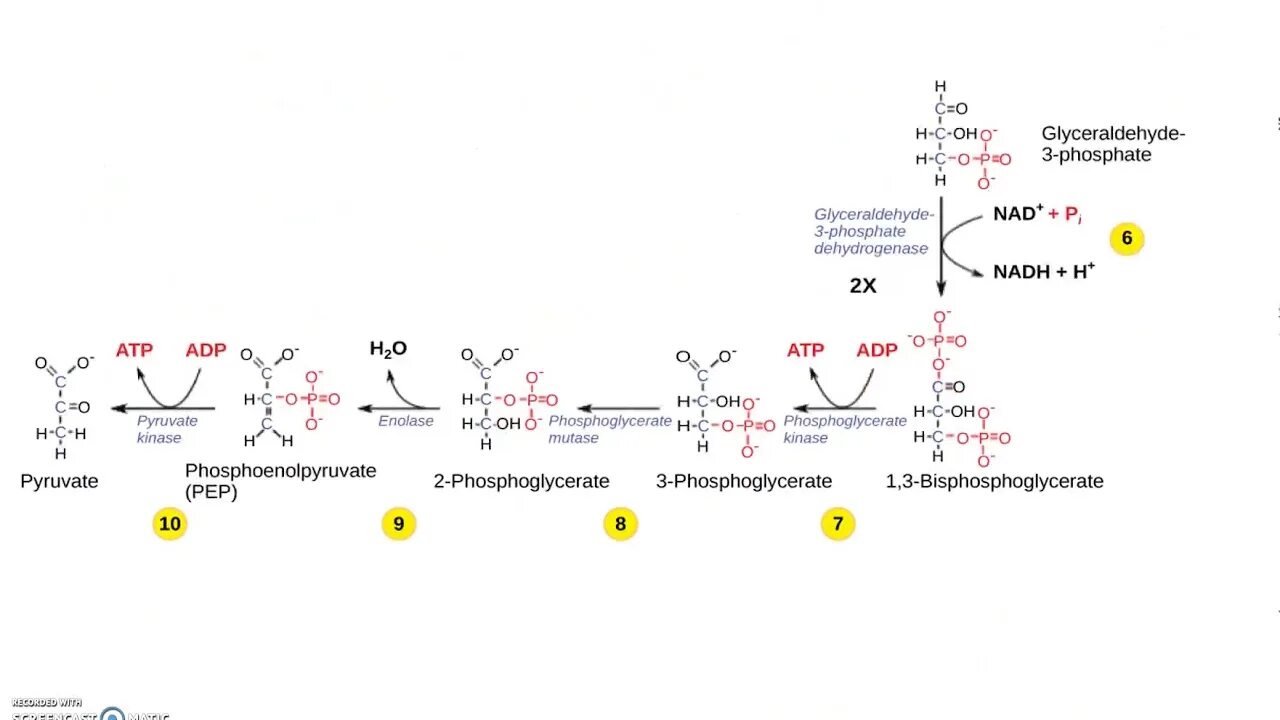 Пируват атф. Схема гликолиза биохимия. NADH дегидрогеназа. Глицеральдегид фосфат в бифосфоглицерат. Этапы гликолиза биохимия.