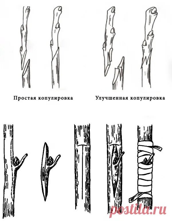 Копулировка. Прививка плодовых улучшенная копулировка. Улучшенная копулировка яблони. Прививка яблони копулировка. Прививка яблони копулировка.