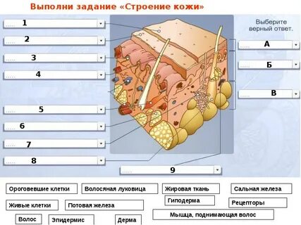 Строение и функции кожи 9 класс тест