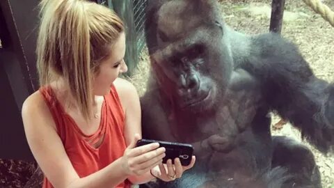 This chill gorilla loves baby animal videos like the rest of us. (opens in ...