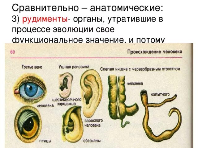 3 примеры рудиментов. Сравнительно анатомические доказательства эволюции животных. Рудименты сравнительно анатомические. Сравнительно-анатомические доказательства эволюции рудименты. Мравнительноанатомические органы.