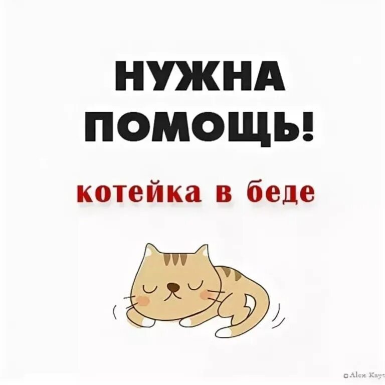 Кошке нужна помощь. Котятам нужна помощь. Помогите спасти котика. Срочно нужна помощь коту. Помогите спонсор