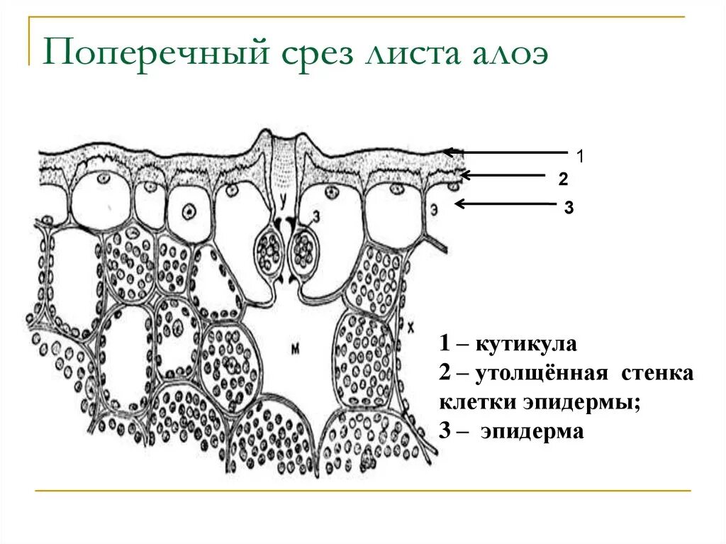 Клетки алоэ. Поперечный срез листа кислицы. Поперечный срез листа алоэ. Анатомическое строение листа алоэ. Анатомическое строение листового суккулента.