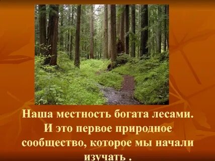 Мы богаты лесами но богатство вводит нас