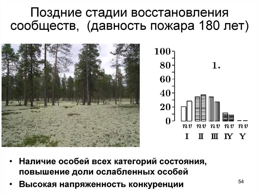 Восстановление елового леса после пожара. Фаза позднего восстановления. Поздний этап реабилитации. Степень восстановления. Этапы восстановления после пожара.