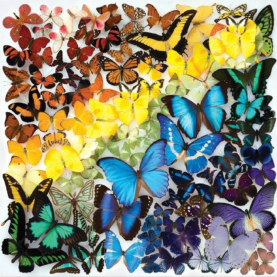 Пазл бабочка. Красивые пазлы. Тысячи бабочек. Пазл бабочки 1000.