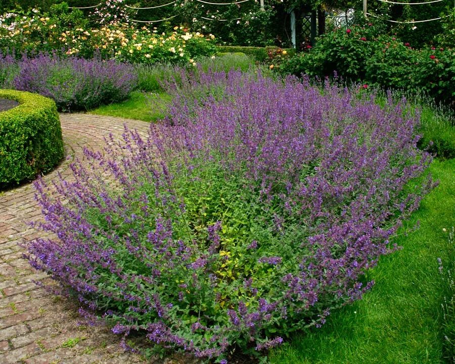 Котовник фассена nepeta. Котовник фассена. котовник фассена (кошачья мята). котовник розовая пантера.