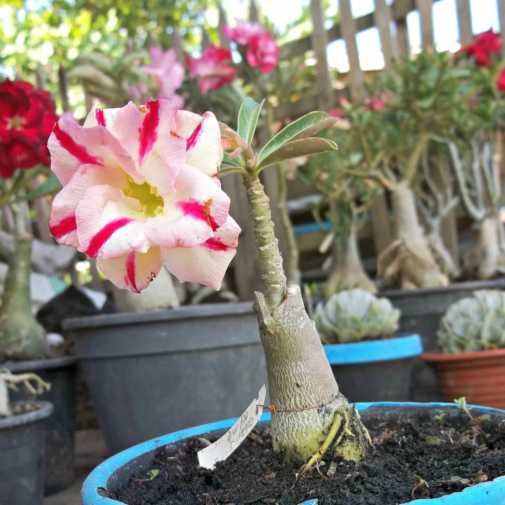 Адениум содержание. Адениум бонсай. адениум блэк берд. адениум (adenium). адениум персефона.