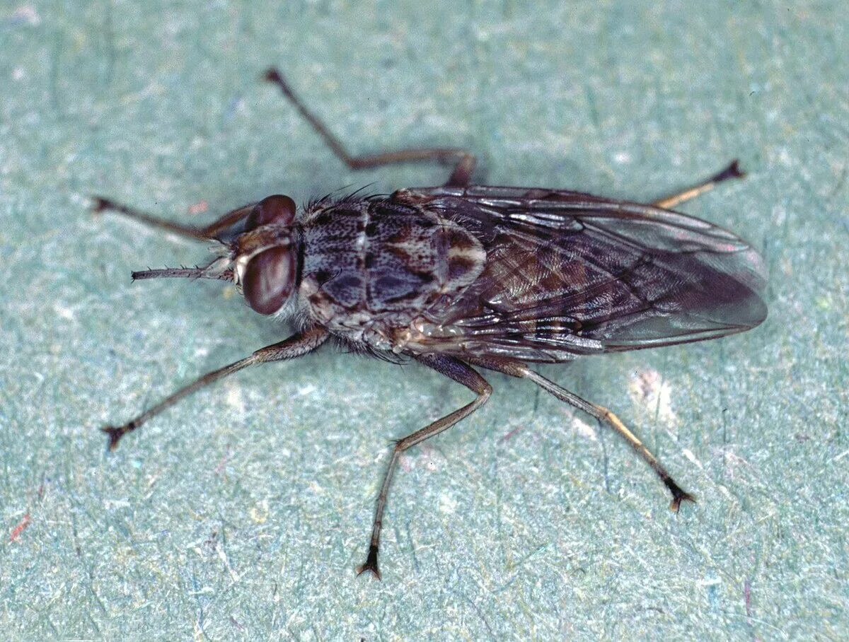 Tsetse fly. Муха ЦЕЦЕ. Муха ЦЕЦЕ Glossina Palpalis. Муха ЦЕЦЕ В Африке. Glossina morsitans.