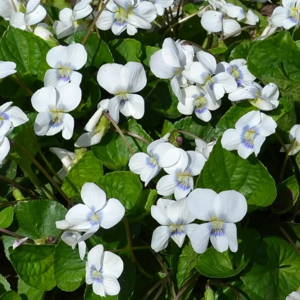 Viola sororia freckles. Фиалка сестринская albiflora. Фиалка сестринская. Фиалка мотыльковая веснушки. Фиалка сестринская.