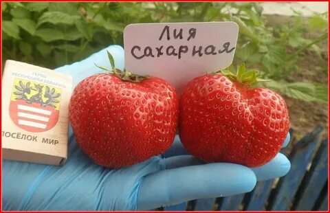 Сахарная клубника описание