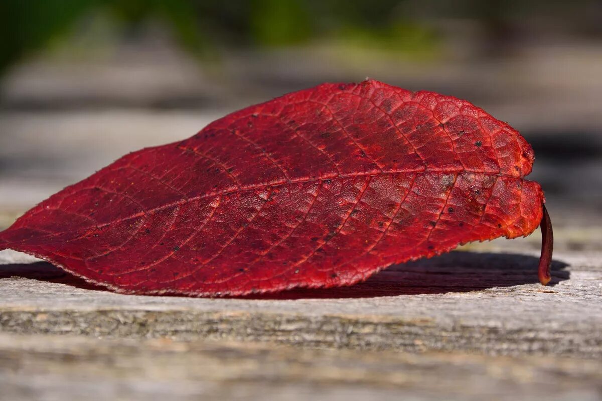 Багряный кленовый лист. Черемуха с красными листьями. Красный Лис. Красный лист.