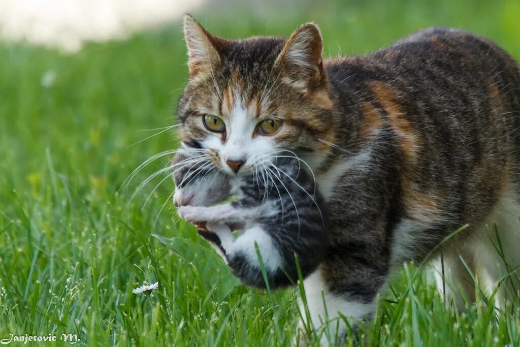 Кошка млекопитающее или нет. Фелис катус. felis silvestris. кошка (felis silvestris catus). самые неприхотливые домашние животные.